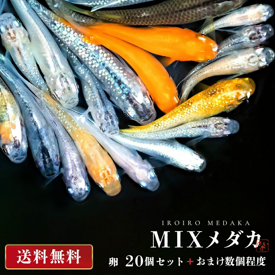 メダカ | メダカ卵ランダムMIXセット20個+おまけ付き - アクアリウム用厳選種