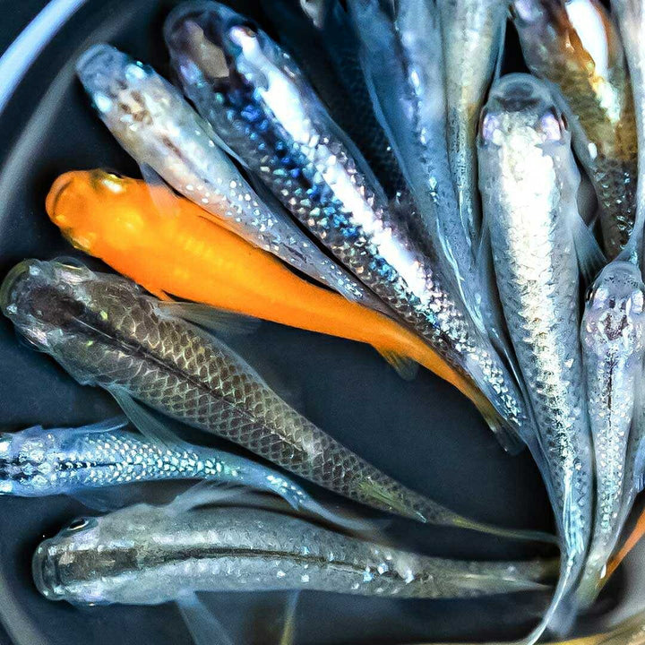 メダカ | メダカ稚魚ミックスセット10個+おまけ5個 - アクアリウム用厳選種