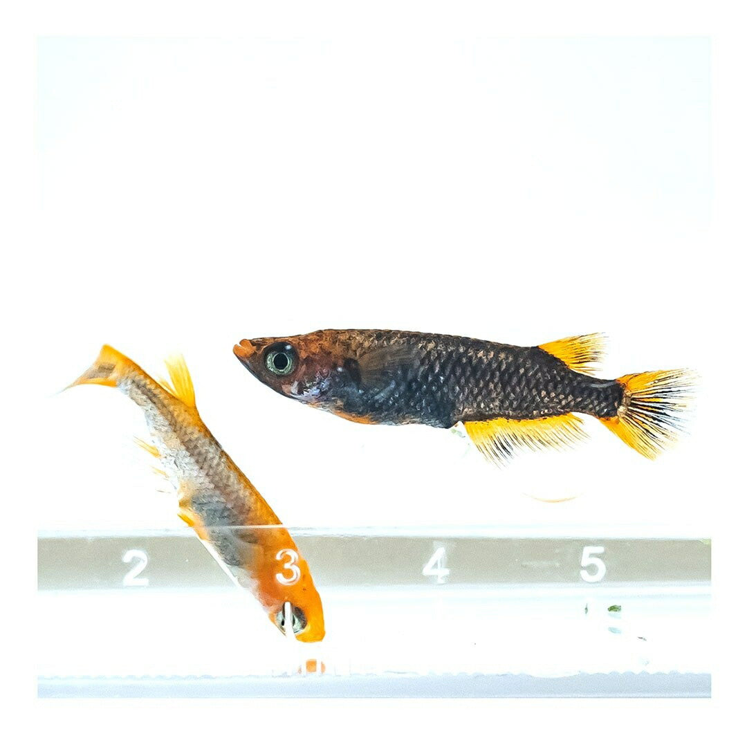 メダカ | 五式タイプRメダカ卵セット 10+5個おまけ 泳ぐ宝石 for アクアリウム