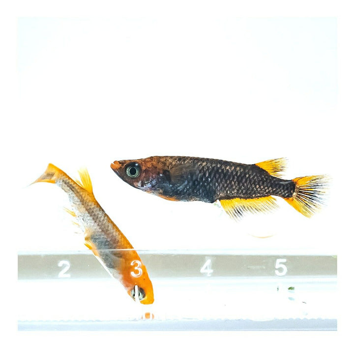 メダカ | 五式タイプRメダカ卵セット 10+5個おまけ 泳ぐ宝石 for アクアリウム