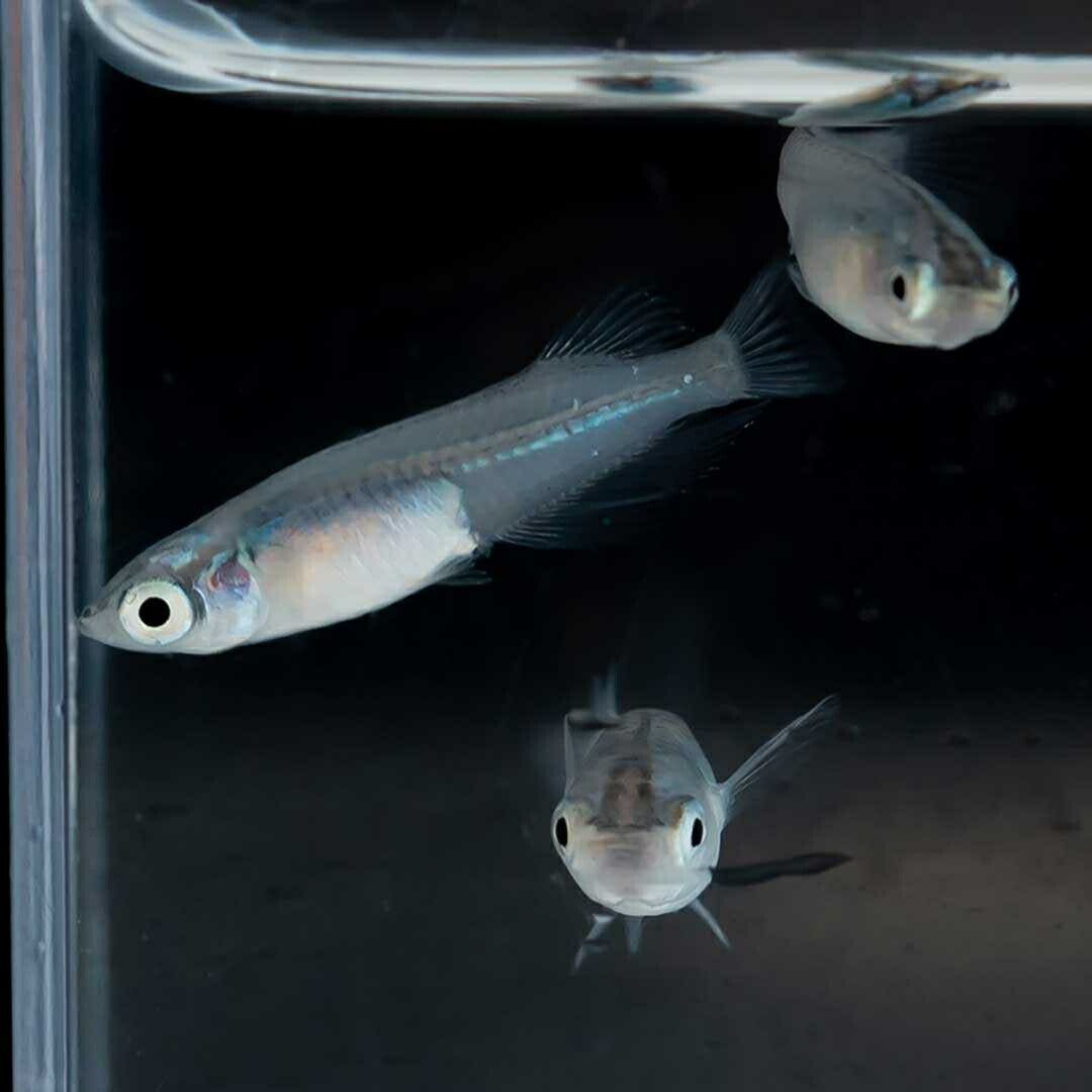 メダカ | マリンブルーメダカ 成魚ペアセット + 保証付き