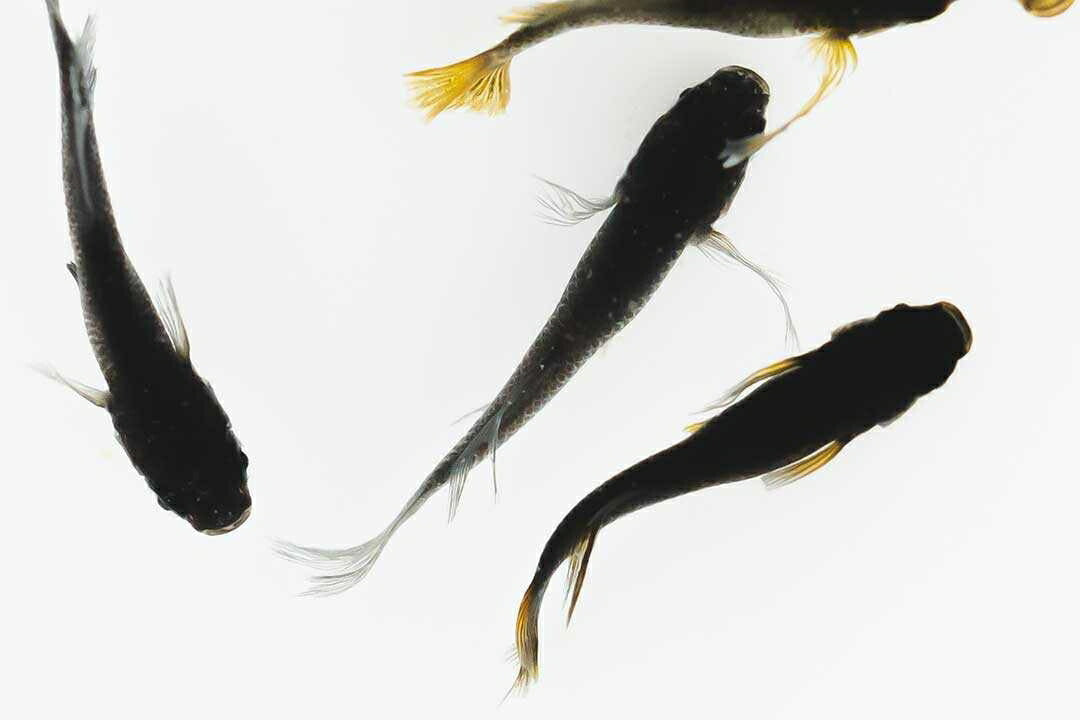 メダカ | ブラックスワローヒカリメダカ 卵 15個セット（おまけ付き）- アクアリウム用安心飼育キット