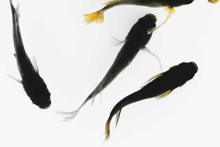 メダカ | ブラックスワローヒカリメダカ 卵 15個セット（おまけ付き）- アクアリウム用安心飼育キット