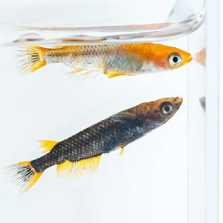 メダカ | 五式タイプRメダカ卵セット 10+5個おまけ 泳ぐ宝石 for アクアリウム