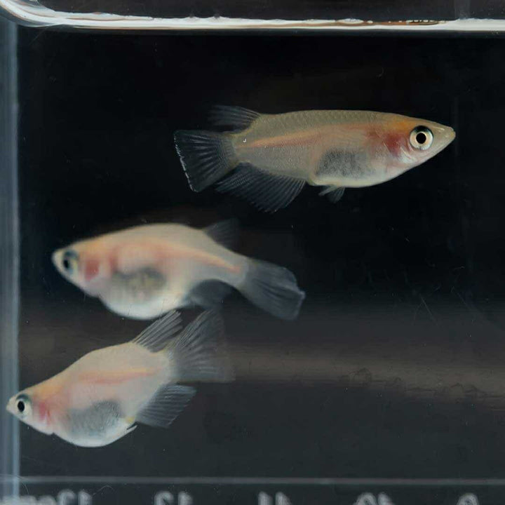 メダカ | メダカ 出目パンダ ダルマ 成魚ペア - アクアリウム用観賞魚