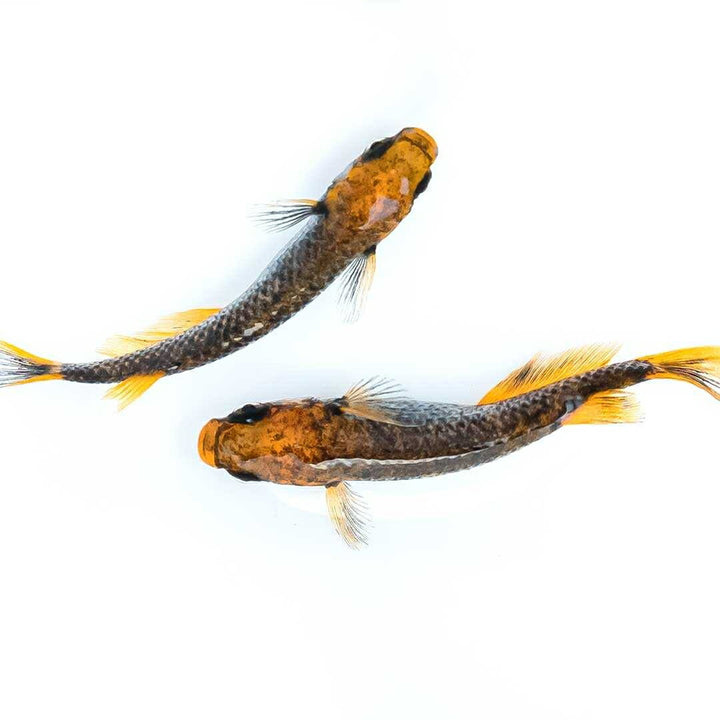 メダカ | 五式タイプRメダカ卵セット 10+5個おまけ 泳ぐ宝石 for アクアリウム