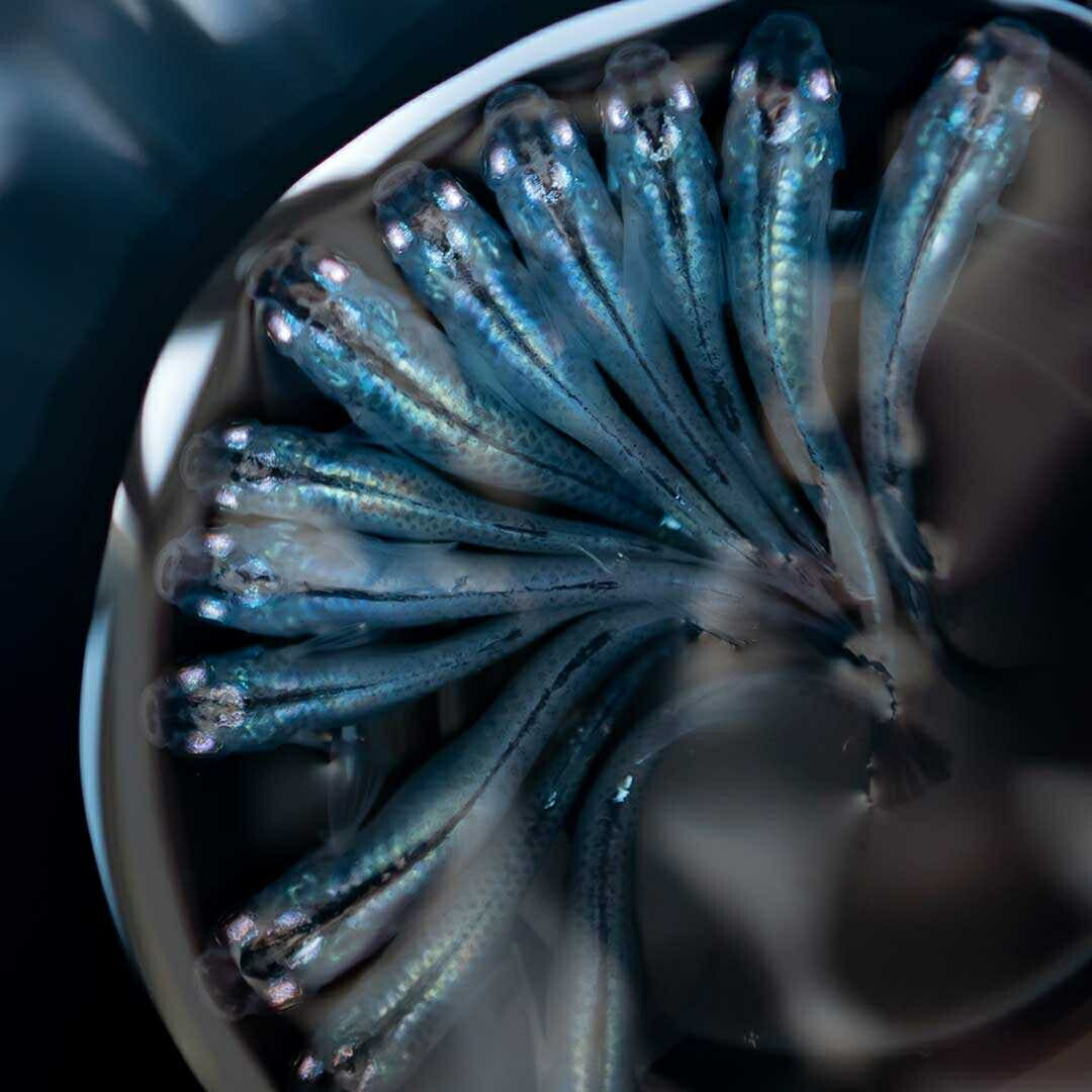 メダカ | マリンブルーメダカ 成魚ペアセット + 保証付き