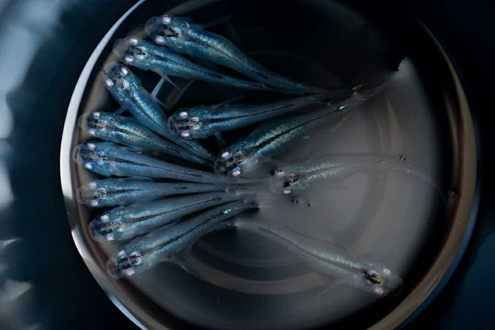 メダカ | マリンブルーメダカ 成魚ペアセット + 保証付き