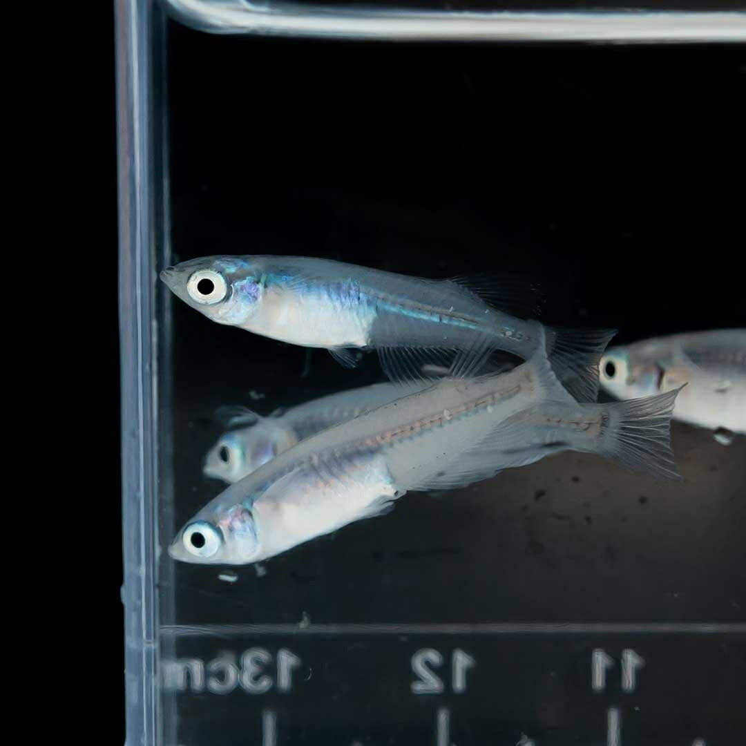 メダカ | マリンブルーメダカ 成魚ペア+保証付き | アクアリウム用観賞魚