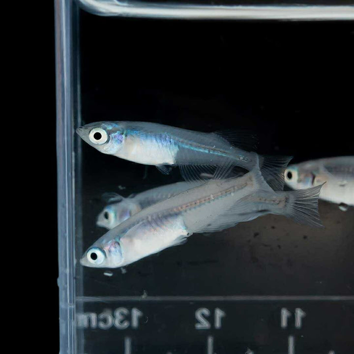 メダカ | マリンブルーメダカ 成魚ペアセット + 保証付き