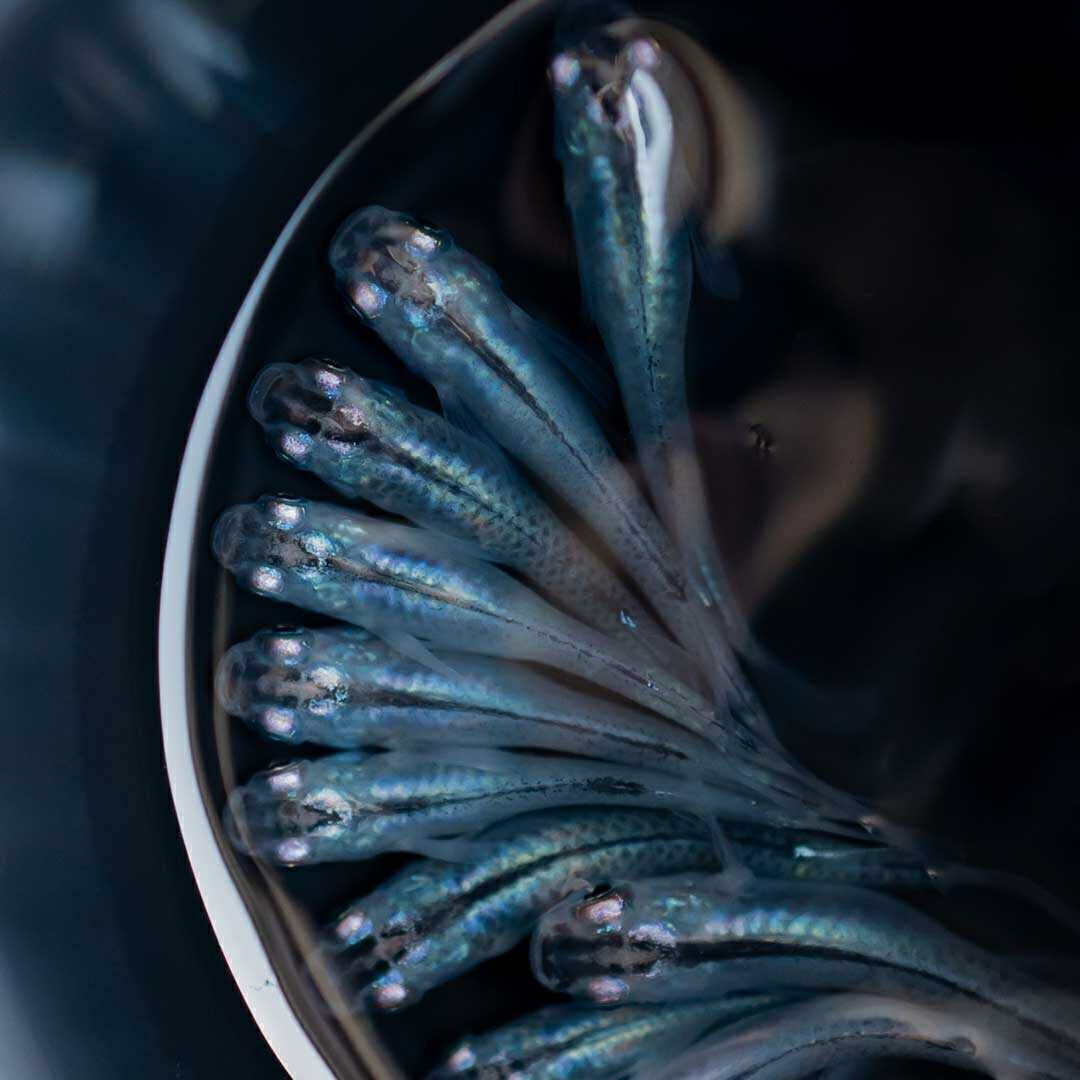 メダカ | マリンブルーメダカ 成魚ペアセット + 保証付き