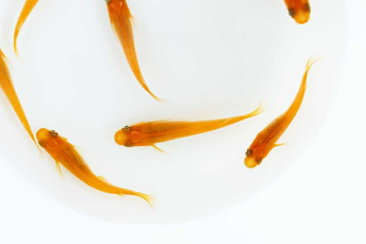 メダカ | 楊貴妃メダカ成魚ペア4+2保証 - アクアリウム用厳選種