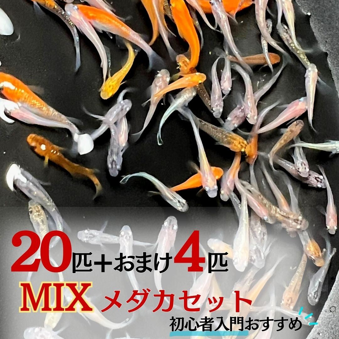 メダカ | メダカ ミックス20匹セット +保証4匹 | 観賞用アクアリウム向け