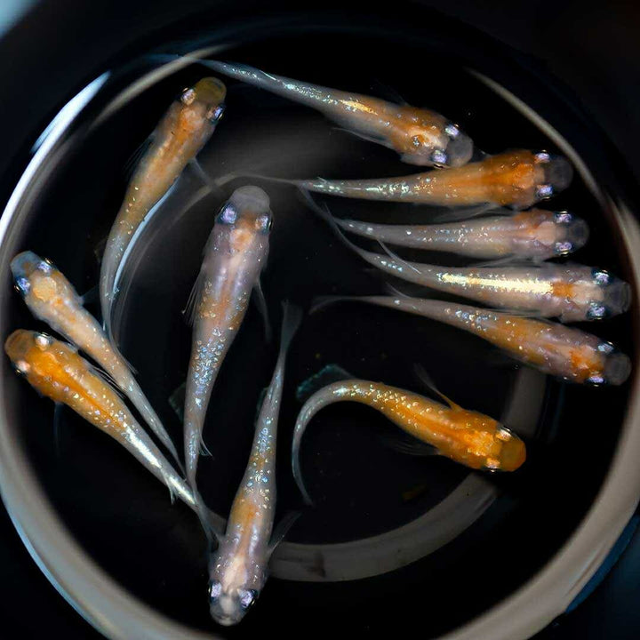 メダカ | 凛華紅白ラメメダカ 2ペア成魚セット +保証付き
