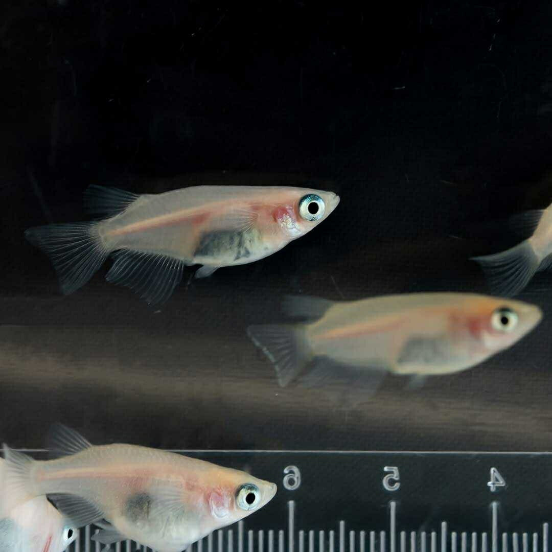 メダカ | メダカ 出目パンダ ダルマ 成魚ペア - アクアリウム用観賞魚