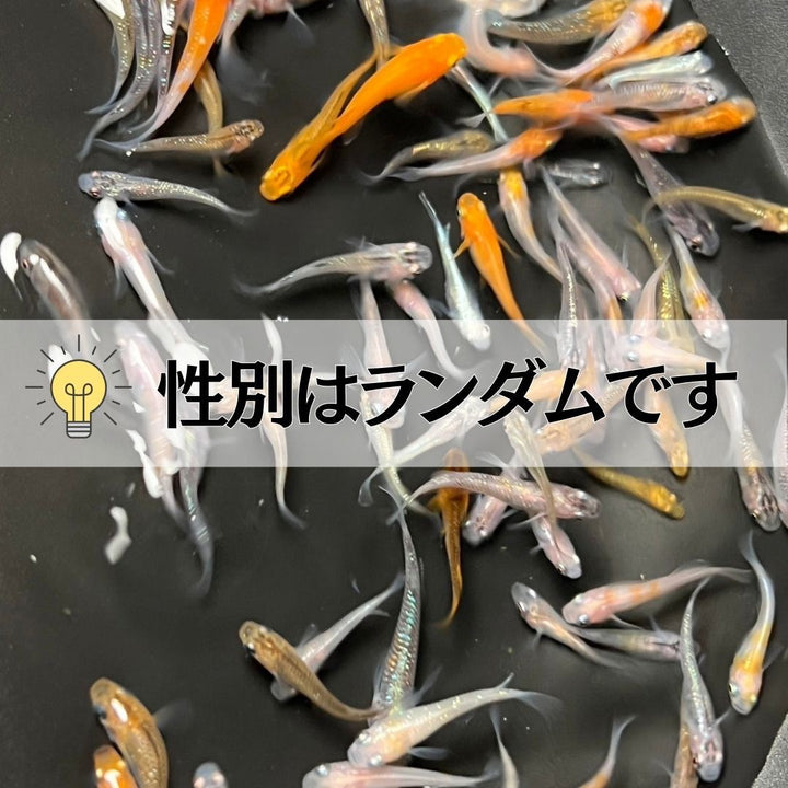 メダカ | メダカ ランダムMIX 60匹セット - 観察・飼育用