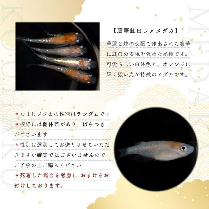 メダカ | 凛華紅白ラメメダカ10個セット＋おまけ付き - 淡水アクアリウム用