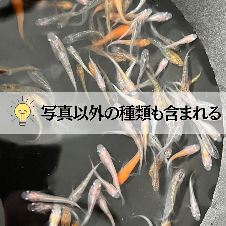 メダカ | メダカ ランダムMIX 100匹+20匹保証 アクアリウム用