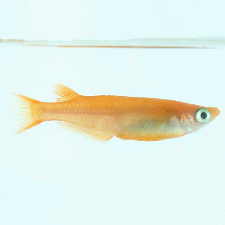 メダカ | 楊貴妃メダカ成魚ペア4+2保証 - アクアリウム用厳選種