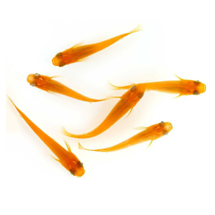 メダカ | 楊貴妃メダカ成魚ペア4+2保証 - アクアリウム用厳選種