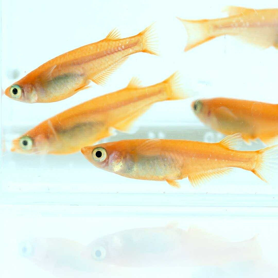 メダカ | 楊貴妃メダカ 産卵サイズ2ペア+保証1匹セット