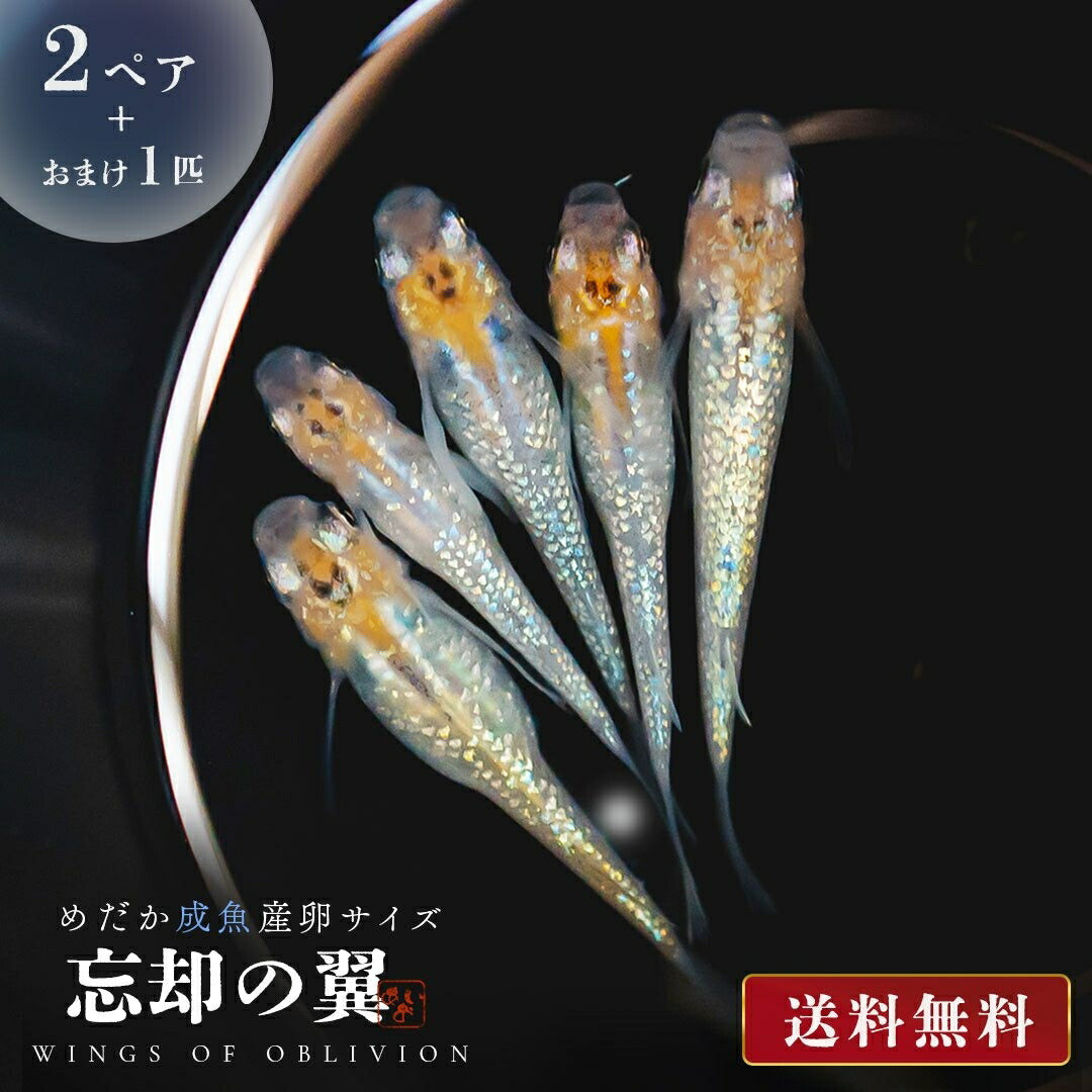 メダカ | 忘却の翼ラメメダカ 成魚ペアセット + 保証付き