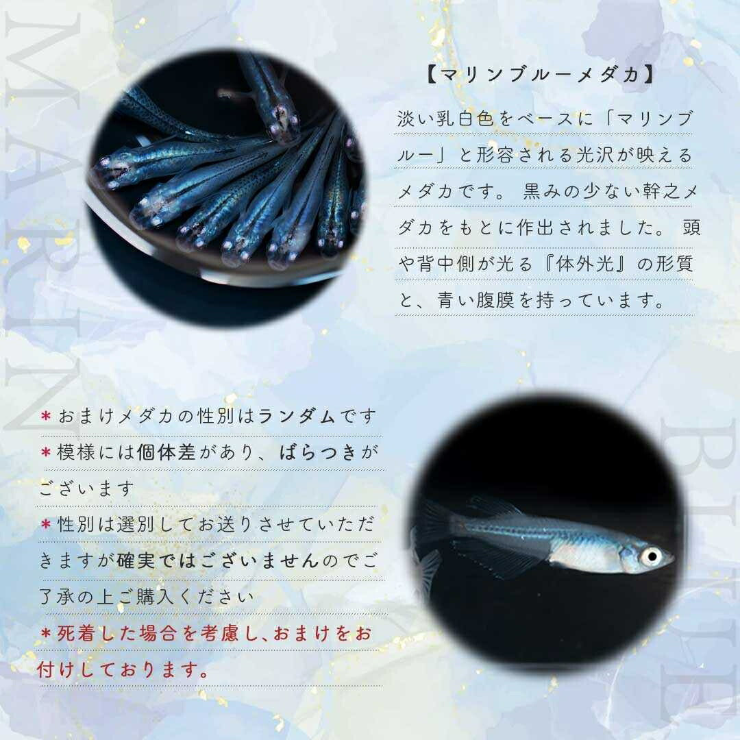 メダカ | マリンブルーメダカ 成魚ペアセット + 保証付き