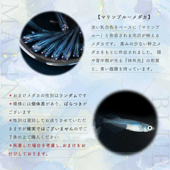 メダカ | マリンブルーメダカ 成魚ペアセット + 保証付き