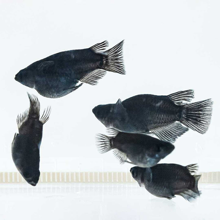 メダカ | オロチダルマメダカ成魚ペア - 水槽用厳選種