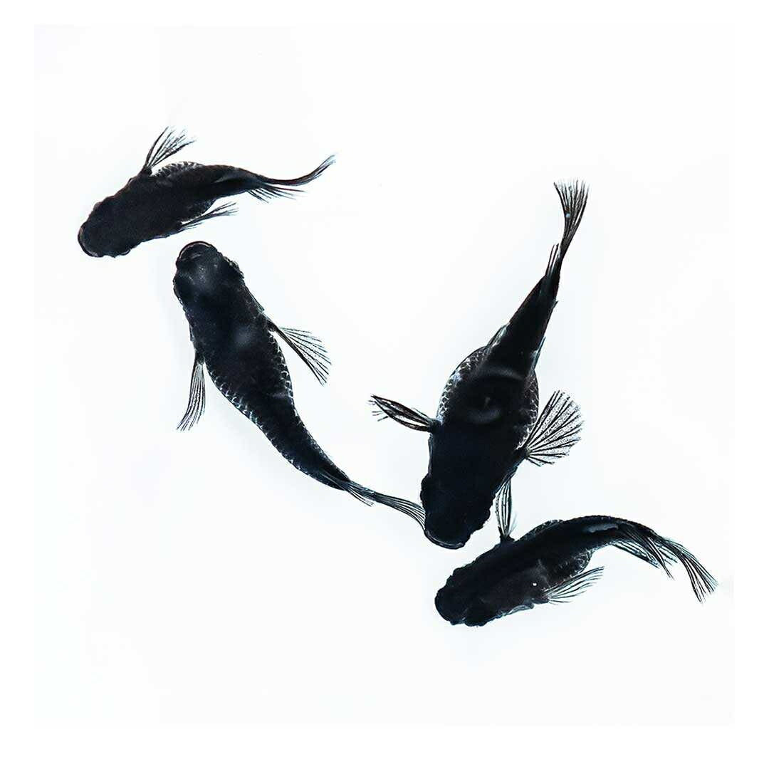 メダカ | オロチダルマメダカ成魚ペア - 水槽用厳選種