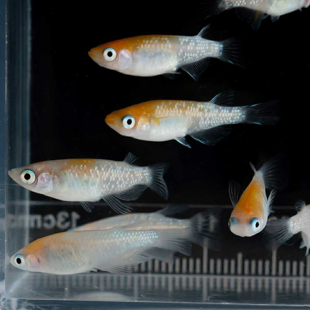 メダカ | 凛華紅白ラメメダカ 2ペア成魚セット +保証付き