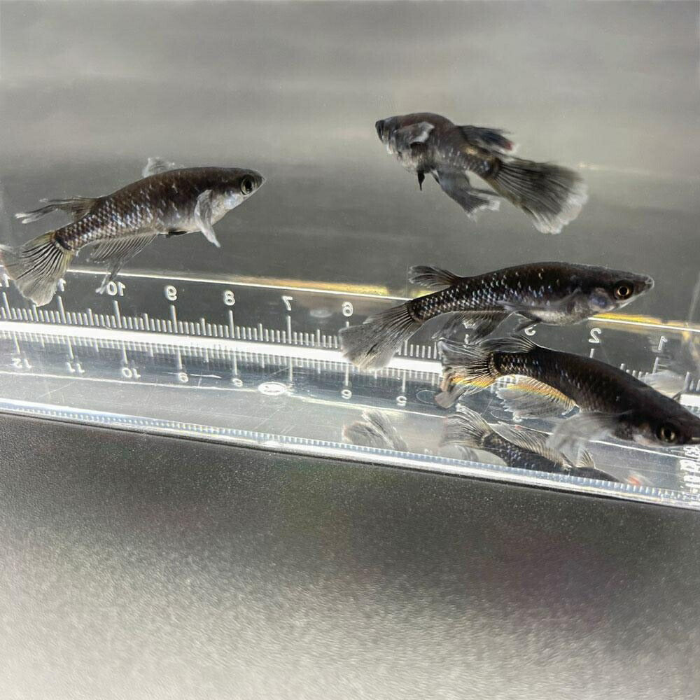メダカ | ブラックダイヤロングフィンメダカ成魚セット - 松井ヒレ長×オロチラメ2ペア+保証1匹