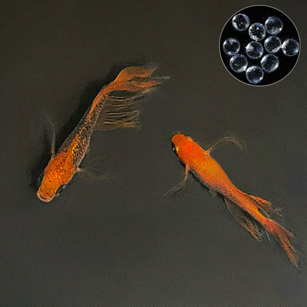 メダカ | 竜章鳳姿メダカ卵セット 10+5個 お手入れ簡単