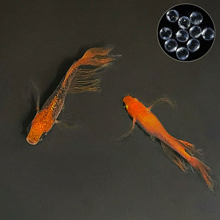メダカ | 竜章鳳姿メダカ卵セット 10+5個 お手入れ簡単