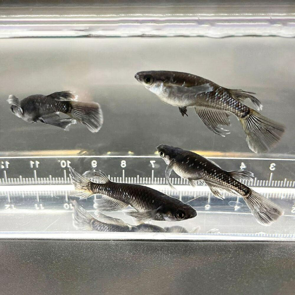 メダカ | ブラックダイヤロングフィンメダカ成魚セット - 松井ヒレ長×オロチラメ2ペア+保証1匹