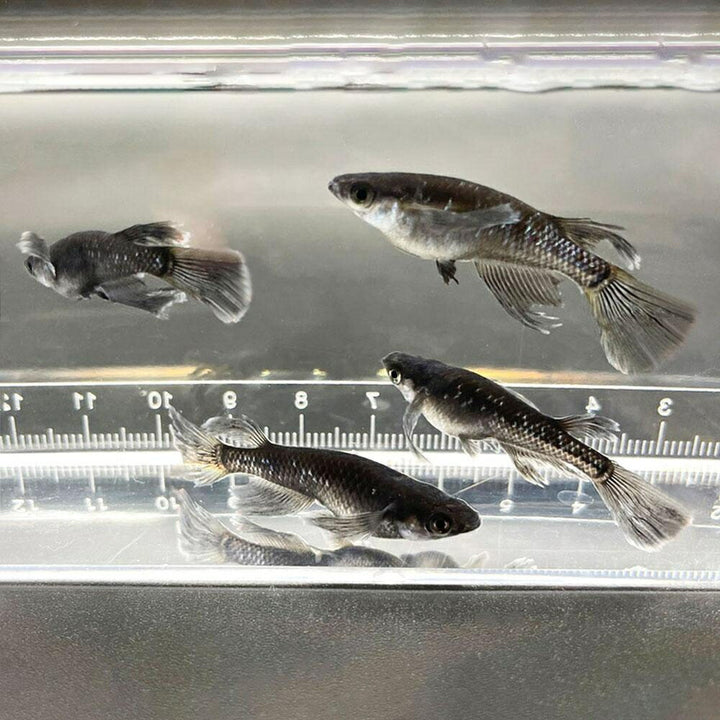 メダカ | ブラックダイヤロングフィンメダカ成魚セット - 松井ヒレ長×オロチラメ2ペア+保証1匹