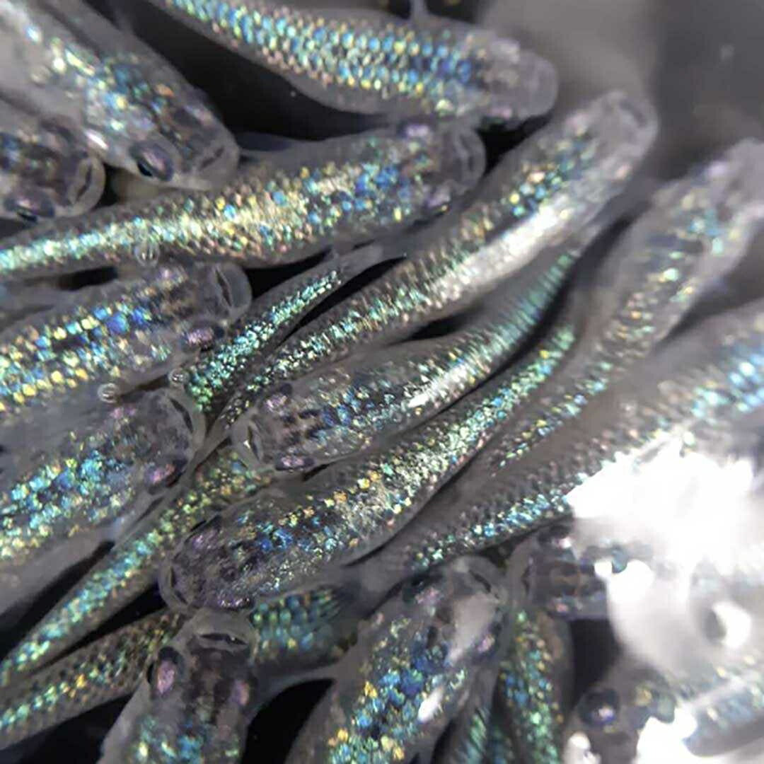 メダカ | サファイアメダカ成魚4ペア【背びれなし】+保証2匹