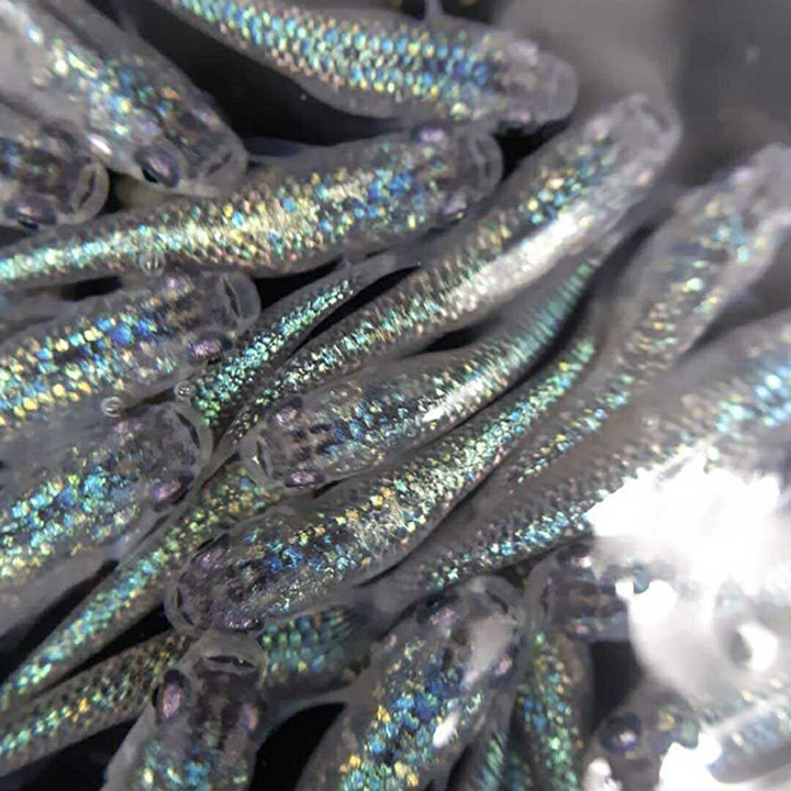 メダカ | サファイアメダカ成魚4ペア【背びれなし】+保証2匹