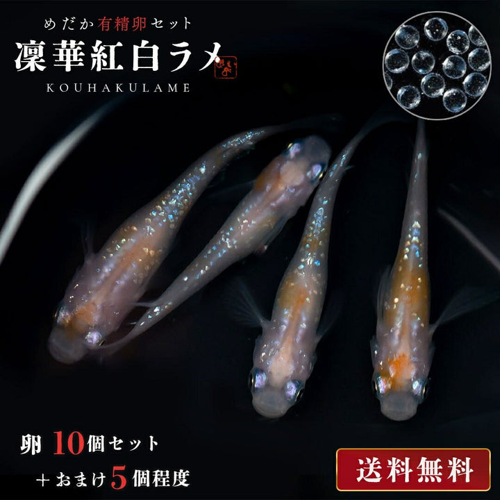 メダカ | 凛華紅白ラメメダカ10個セット＋おまけ付き - 淡水アクアリウム用