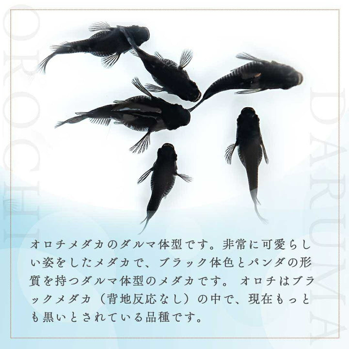 メダカ | オロチダルマメダカ成魚ペア - 水槽用厳選種