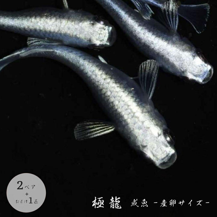 メダカ | 極龍メダカ成魚ペアセット - 産卵サイズ・ヒレ長・メタリック