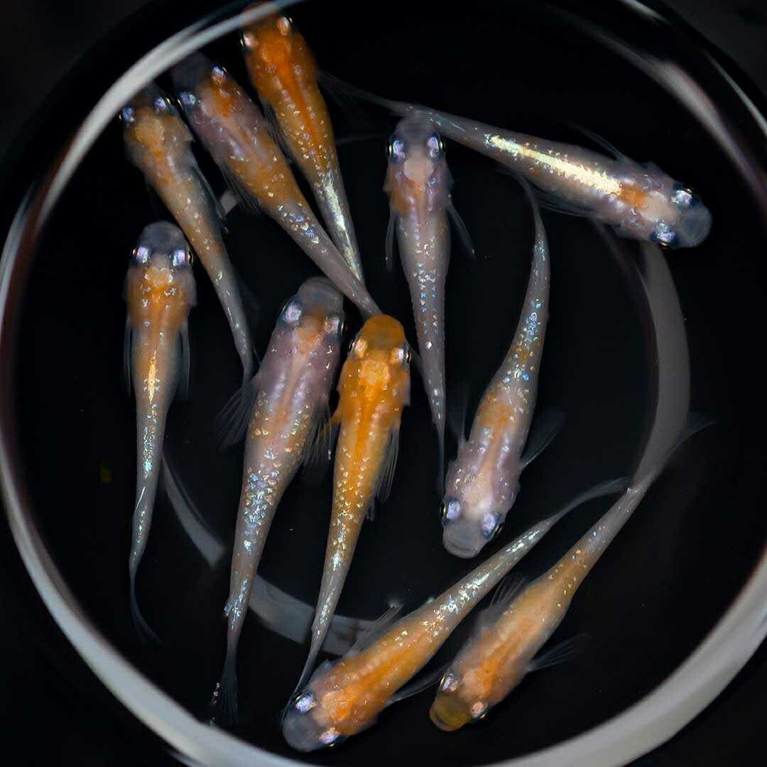 メダカ | 凛華紅白ラメメダカ 2ペア成魚セット +保証付き
