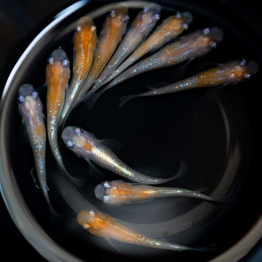 メダカ | 凛華紅白ラメメダカ 2ペア成魚セット +保証付き