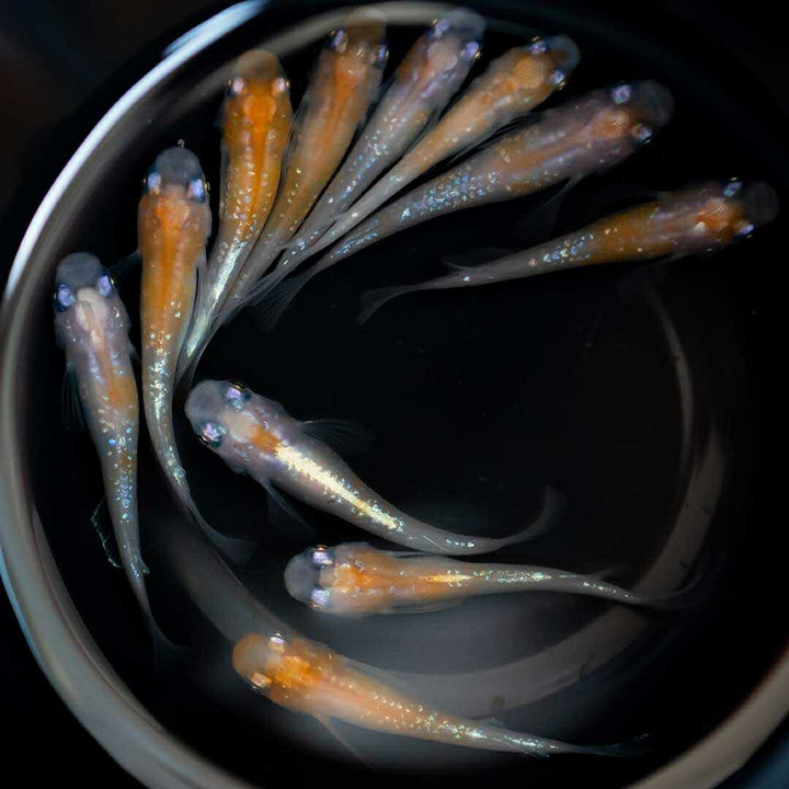メダカ | 凛華紅白ラメメダカ 成魚ペア+保証付き - アクアリウム用品