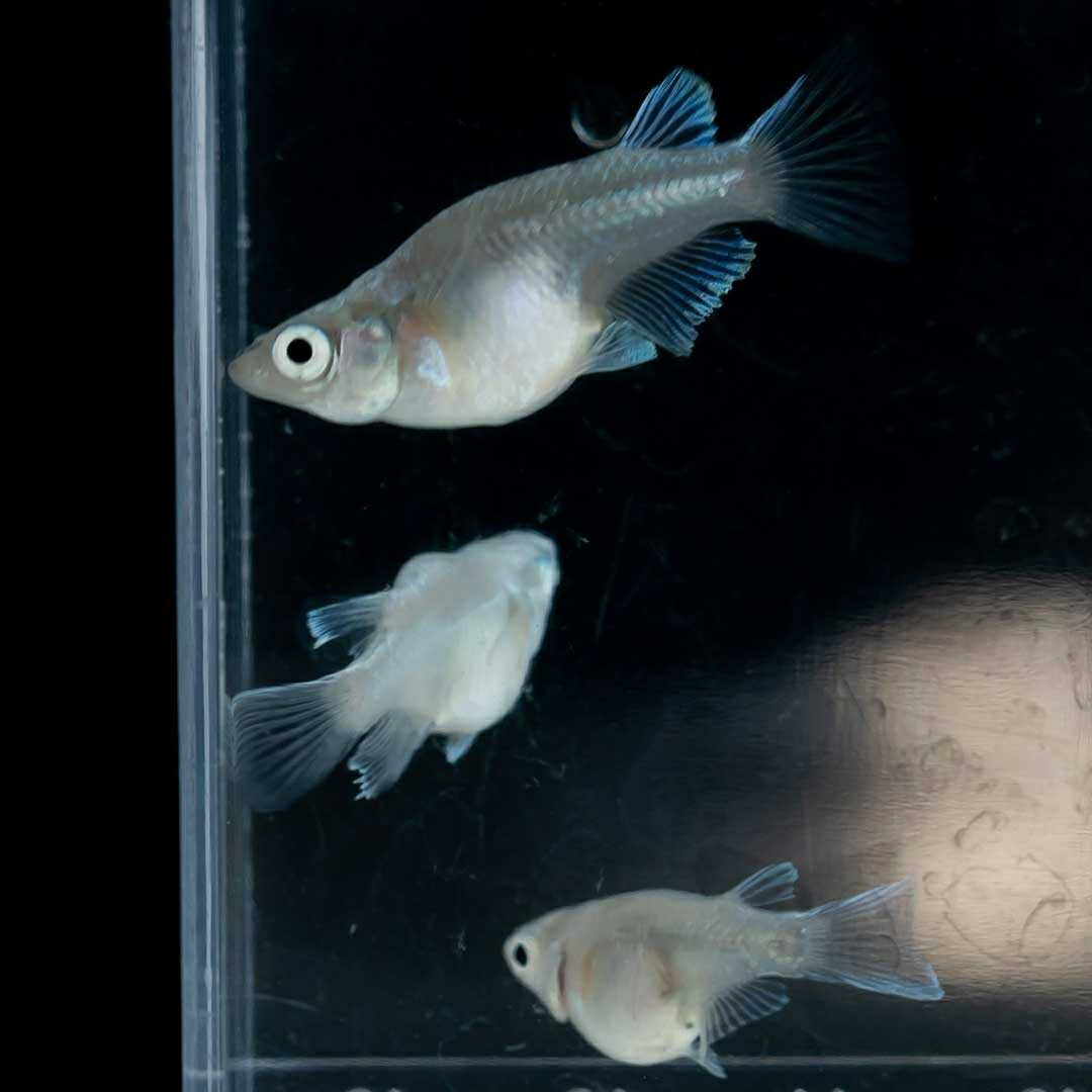 メダカ | 幹之ダルマメダカ成魚ペア - 種親クラスの美しい観賞用