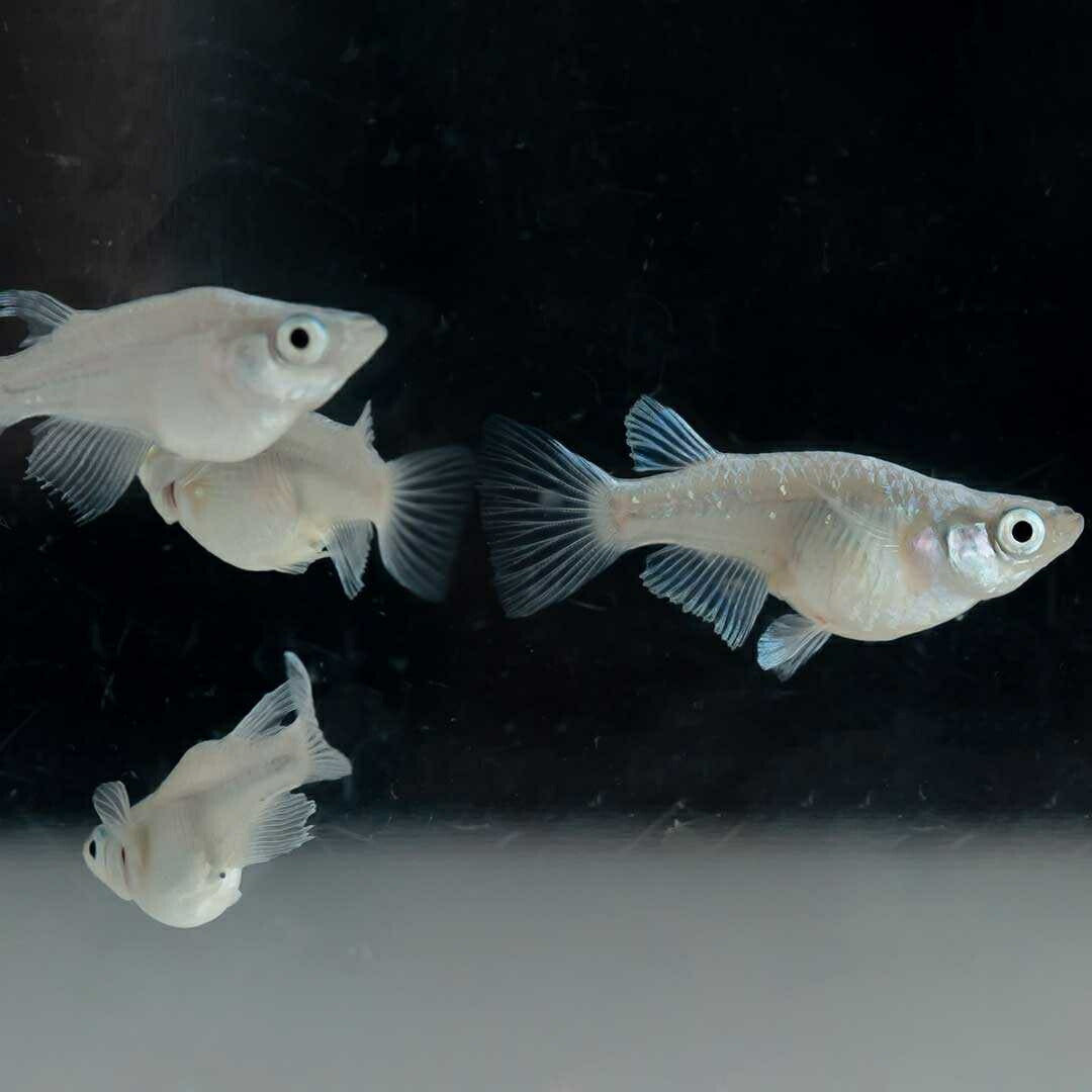 メダカ | 幹之ダルマメダカ成魚ペア - 種親クラスの美しい観賞用