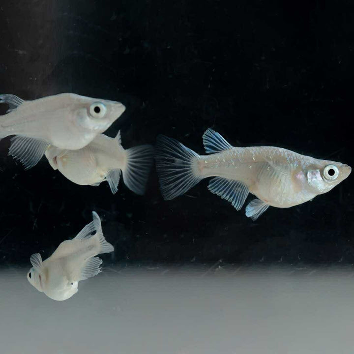 メダカ | 幹之ダルマメダカ成魚ペア - 種親クラスの美しい観賞用