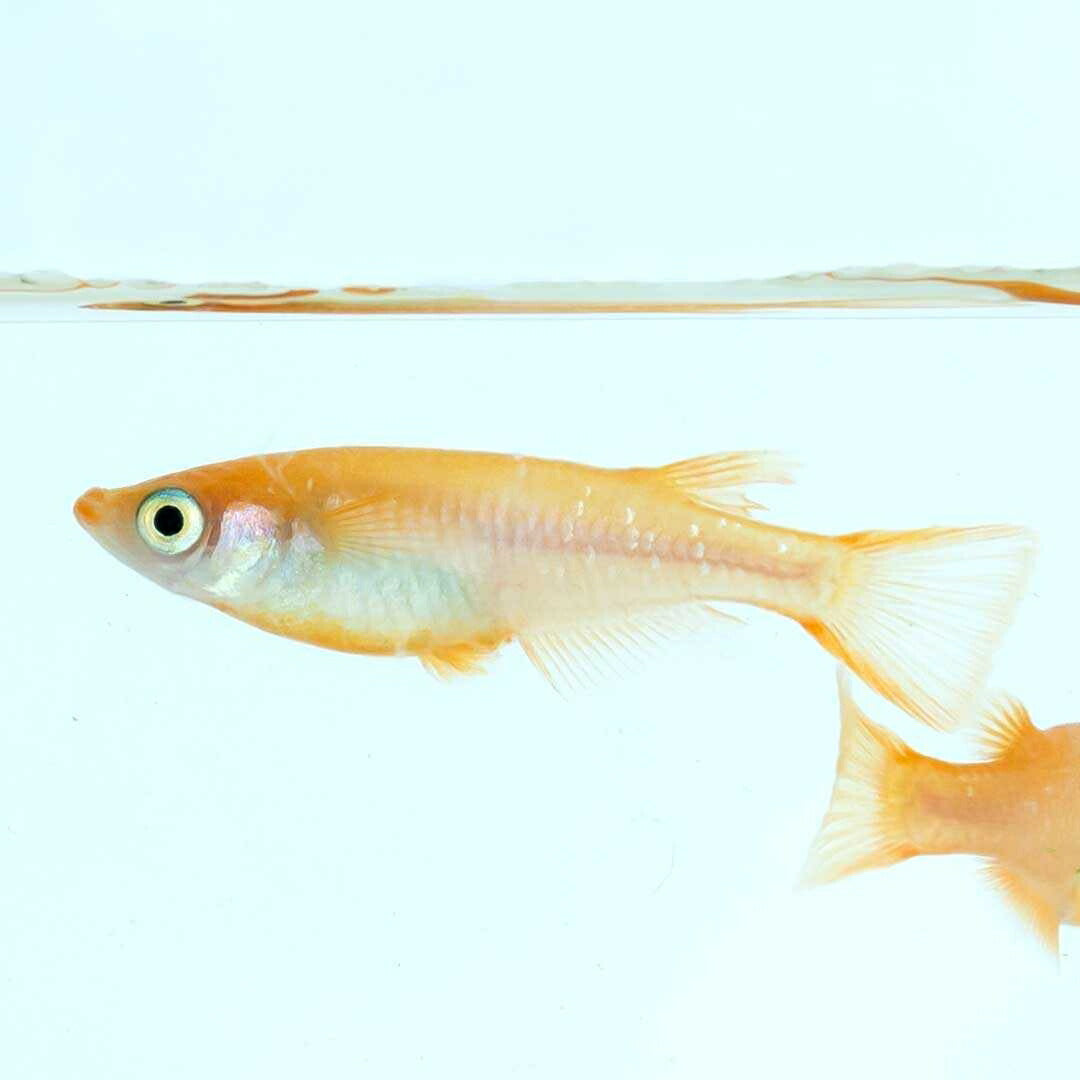 メダカ | 楊貴妃メダカ成魚ペア4+2保証 - アクアリウム用厳選種