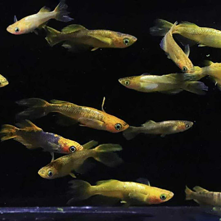 メダカ | 竜章鳳姿メダカ成魚セット 10匹【産卵サイズ・保証付き】