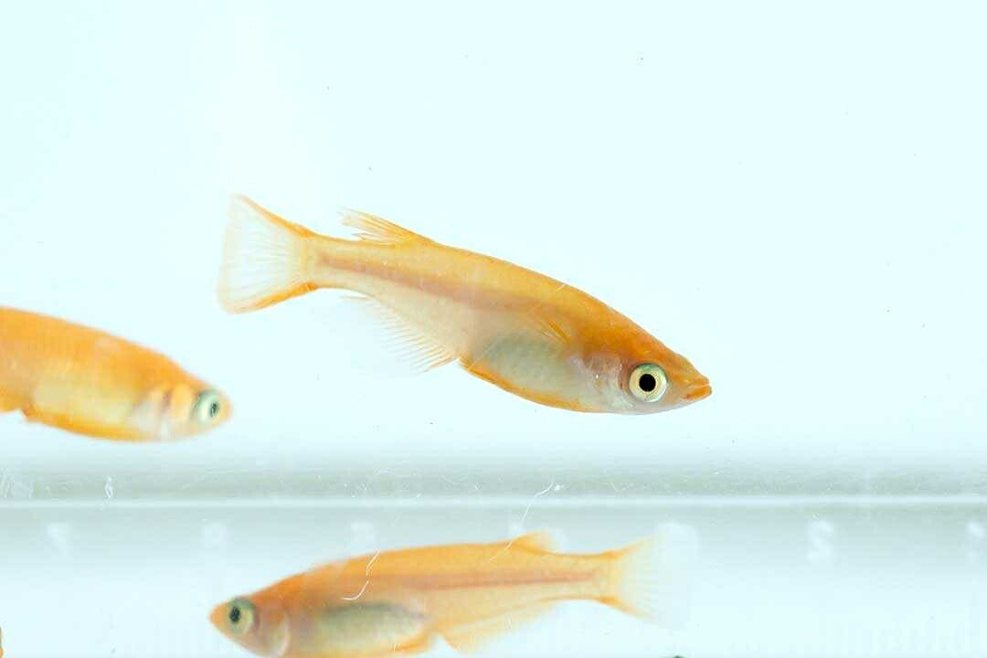 メダカ | 楊貴妃メダカ成魚ペア4+2保証 - アクアリウム用厳選種